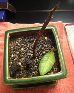 This has got to be the wold's saddest rubber plant!