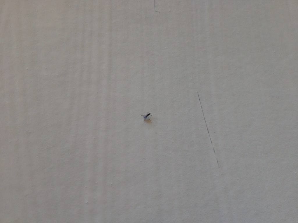 A close-up of a paint sample, with a fly stuck in it.