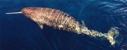 See? Dappled and gray. This horn is pretty short, actually; maybe this guy's broke off. A real narwhal.