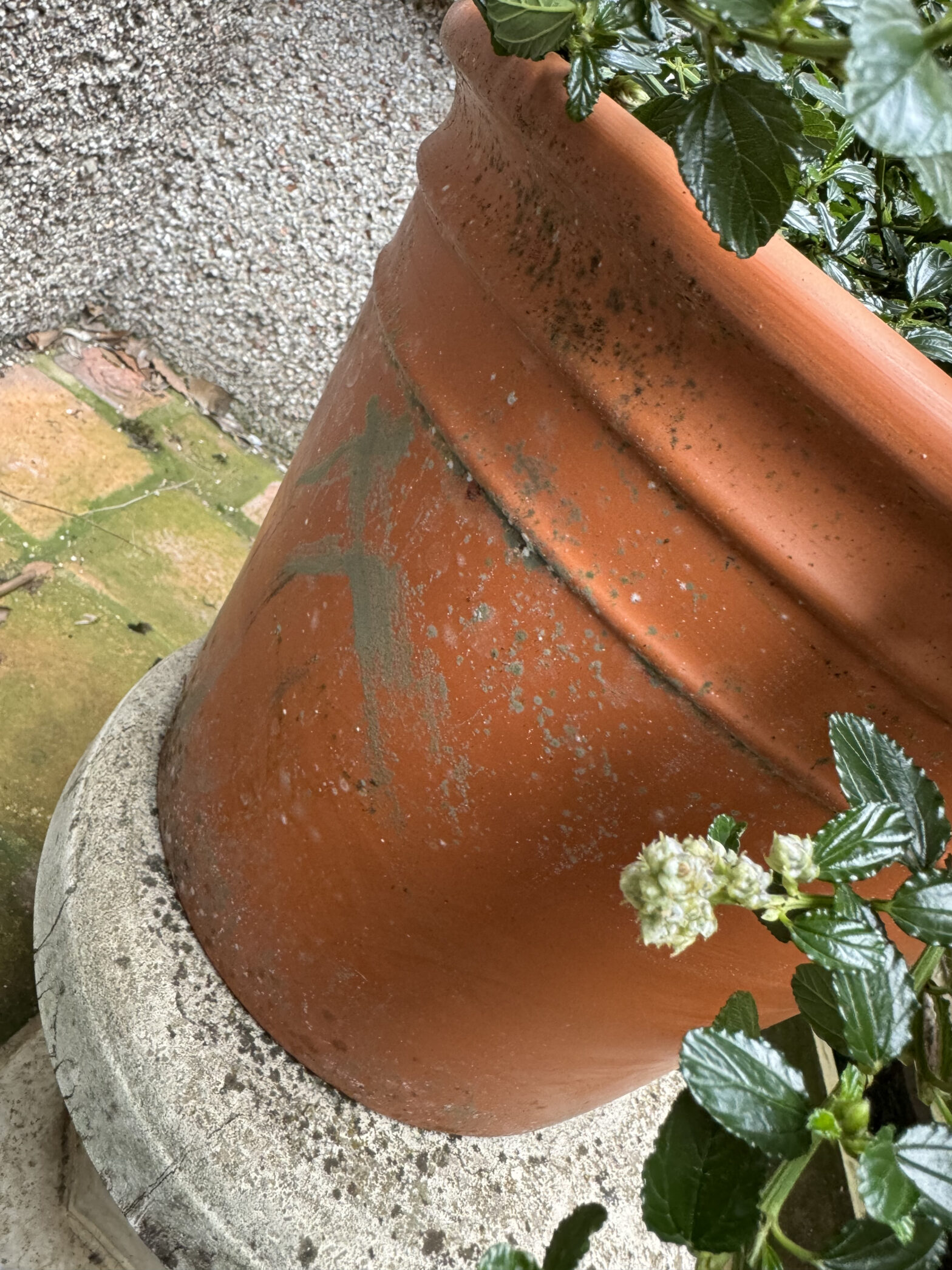 A new terracotta pot showing spots of moss or mould or algae